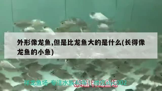外形像龍魚,但是比龍魚大的是什么(長得像龍魚的小魚)（外形像龍魚的是什么？）