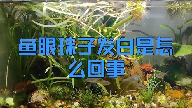 金龍魚(yú)魚(yú)眼發(fā)白能自愈嗎