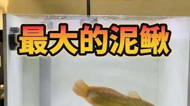 處理后的泥鰍可以保存多久？（處理后的泥鰍可以保存多久）