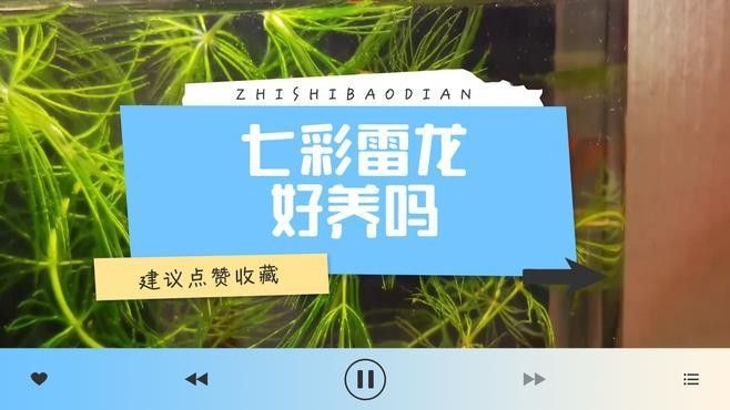 阿薩姆雷龍和七彩雷龍哪個更適合新手？（阿薩姆雷龍和七彩雷龍哪個好新手養(yǎng)雷龍魚選哪種好）