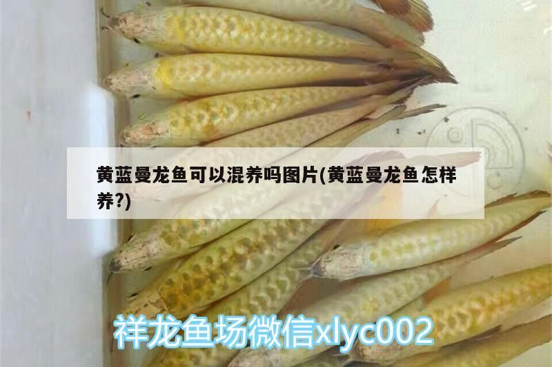 黃藍(lán)曼龍魚可以混養(yǎng)嗎圖片(黃藍(lán)曼龍魚怎樣養(yǎng)?) 黃藍(lán)曼龍魚可以混養(yǎng)嗎圖片(黃藍(lán)曼龍魚怎樣養(yǎng)?) 觀賞魚百科
