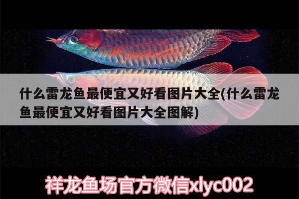 什么雷龍魚最便宜又好看圖片大全(什么雷龍魚最便宜又好看圖片大全圖解)（什么品種雷龍魚最便宜又好看圖片大全）