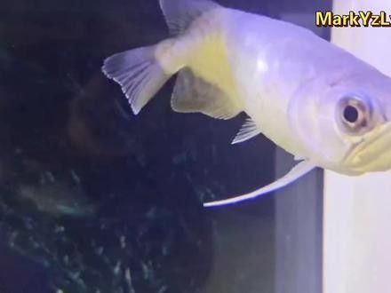 拔鱗后多久金龍魚會恢復？（墨韻幽潭閣龍魚拔鱗后多久恢復金龍魚的恢復時間）