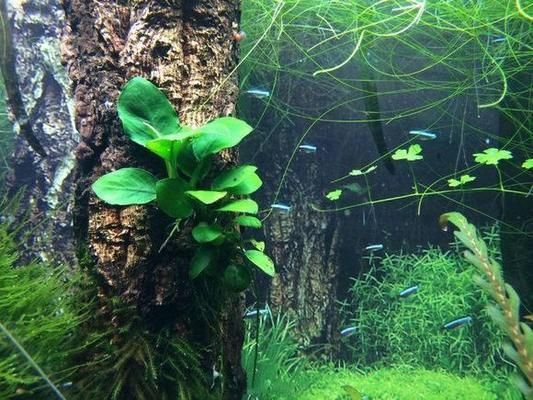 網購龍魚缸怎么進家（網購龍魚缸怎么進家里的）（網購龍魚缸搬回家需要注意龍魚缸的尺寸和重量可能有所不同）