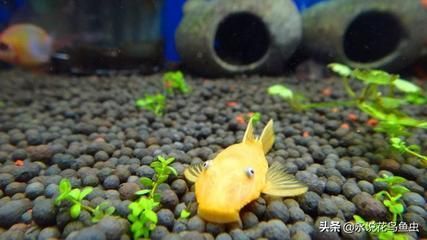 比較有趣的觀賞魚有哪些品種（各種觀賞魚的種類）