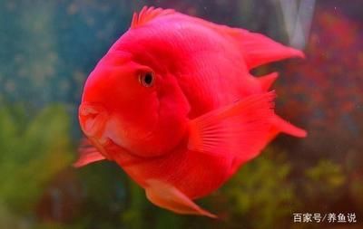 比較有趣的觀賞魚有哪些品種（各種觀賞魚的種類）