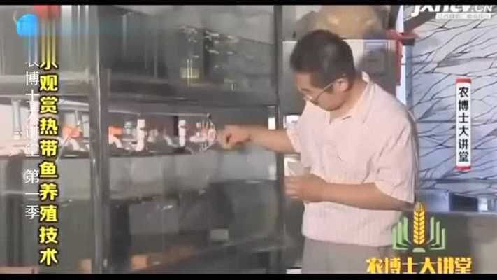 龍魚突然不吃蝦了（龍魚不吃）（龍魚突然不吃蝦了）