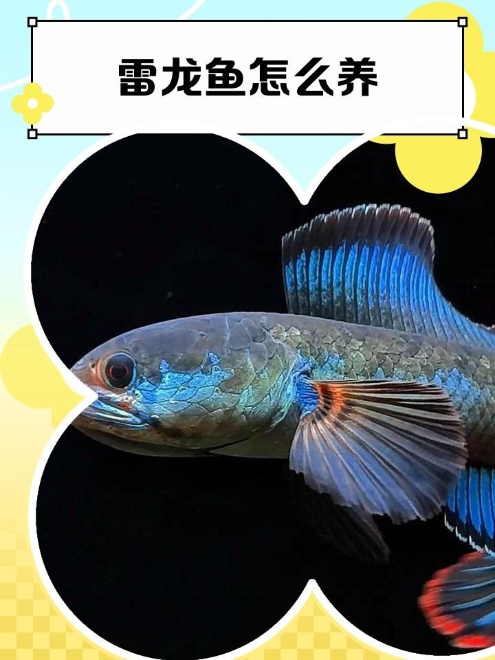 如何設(shè)置月鱧雷龍魚的缸內(nèi)環(huán)境