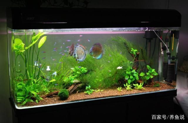 金龍魚雜交品種的特點（金龍魚雜交品種在生長速度上表現出怎樣的特點）