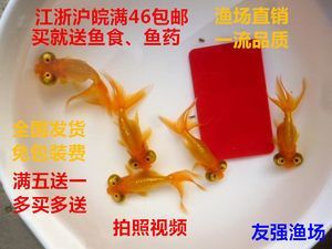 觀賞魚和魚食去什么地方批發：如何選擇觀賞魚批發市場