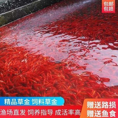 觀賞魚和魚食去什么地方批發：如何選擇觀賞魚批發市場
