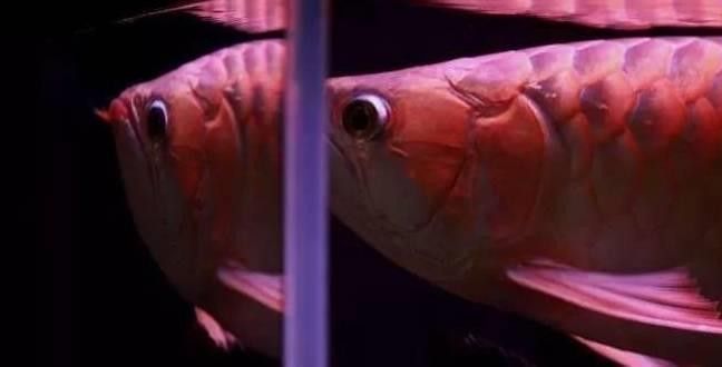 紅龍魚繁殖需要哪些條件？（紅龍魚的繁殖條件主要包括適宜的溫度、水質和環境和環境）
