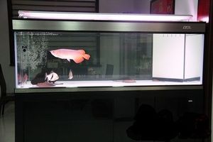 巴雷特紅龍魚怎么樣?（巴雷特紅龍魚怎么樣好養(yǎng)嗎）