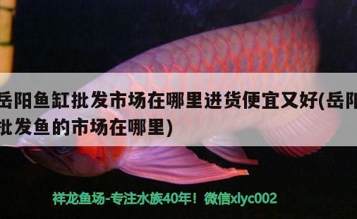 岳陽魚缸批發市場在哪里進貨便宜又好(岳陽批發魚的市場在哪里)（岳陽魚缸批發市場在哪里進貨便宜又好）