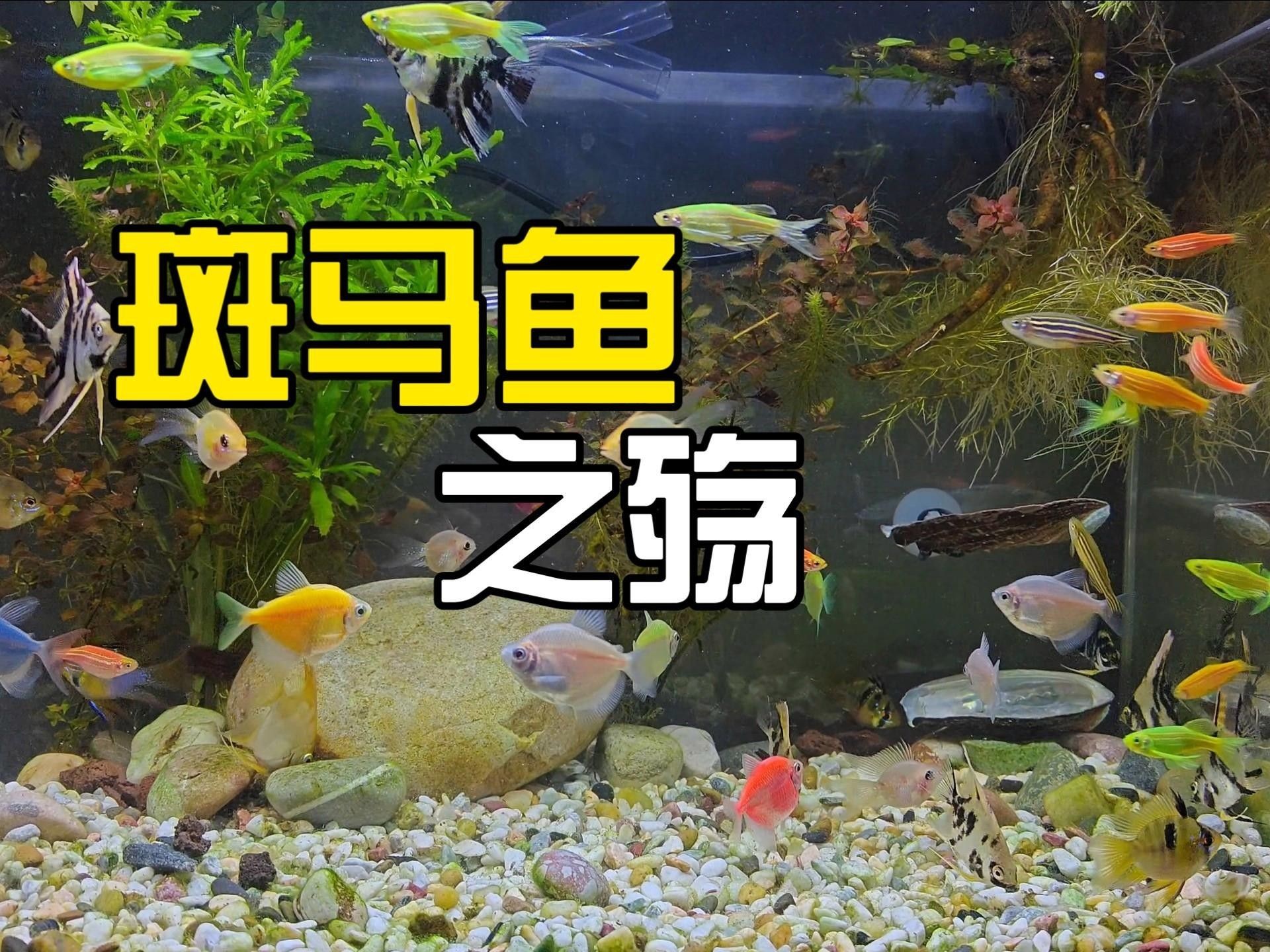斑馬魚(yú)為什么不建議養(yǎng)