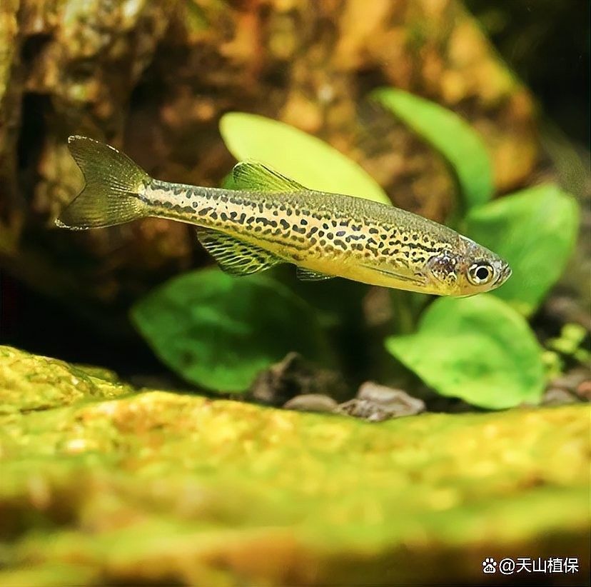 斑馬魚(yú)為什么不建議養(yǎng)
