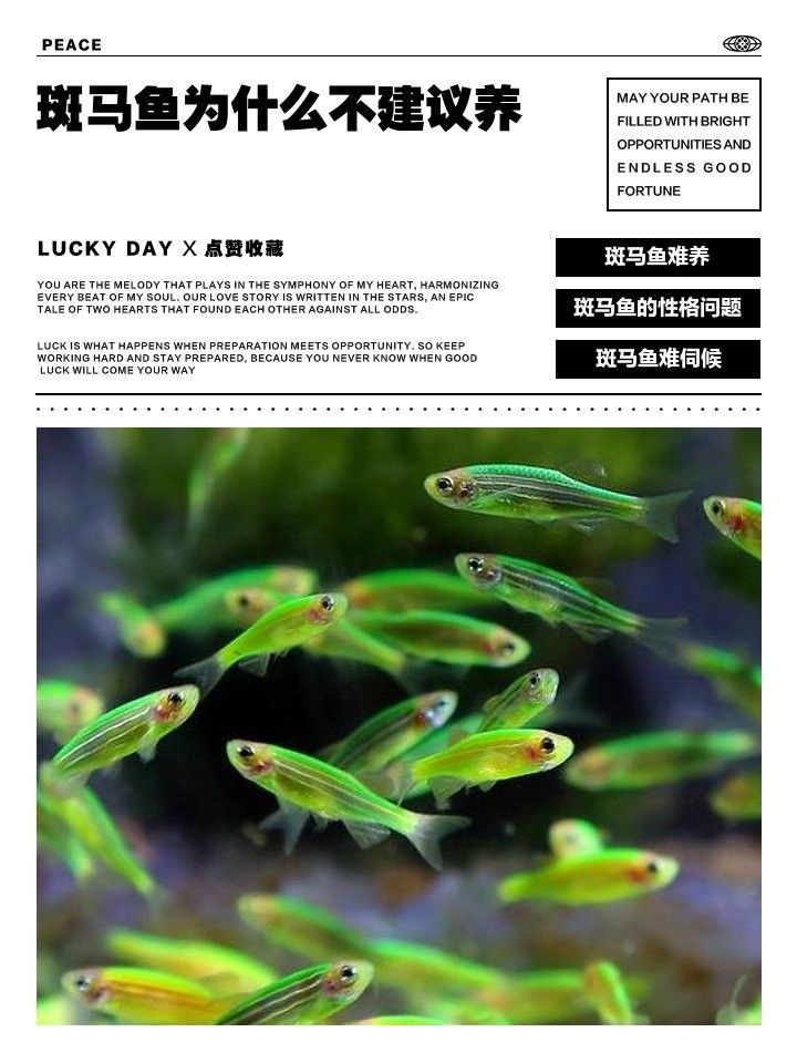 斑馬魚(yú)為什么不建議養(yǎng)