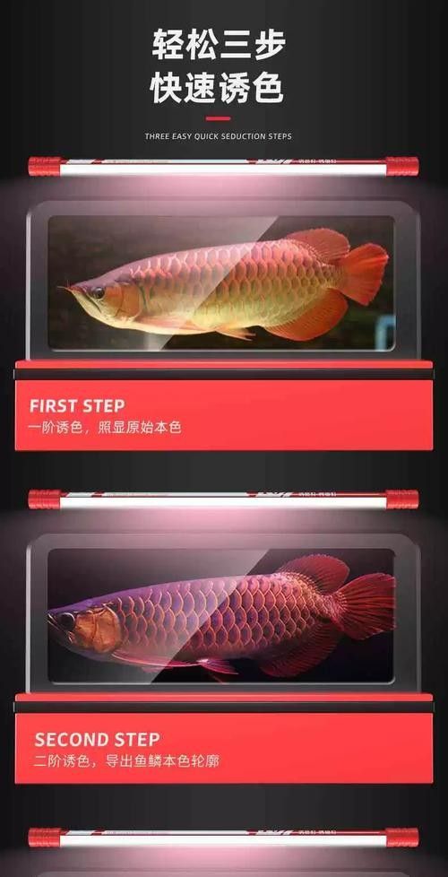 NEC龍魚燈有哪些顏色可選