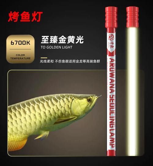 NEC龍魚燈有哪些顏色可選