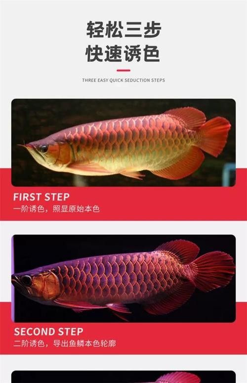 NEC龍魚燈有哪些顏色可選