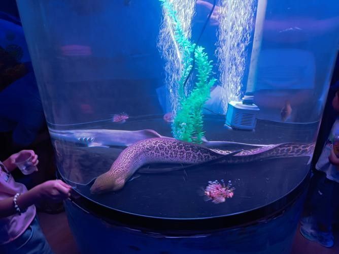 介紹一下威海龍魚坊水族館（威海龍魚坊水族館）