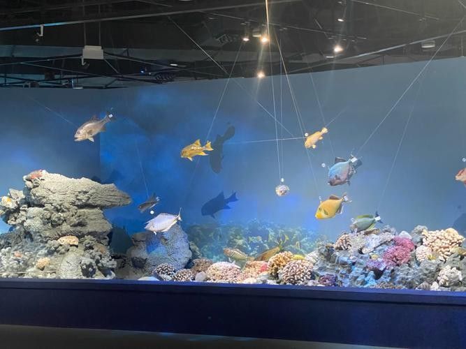 介紹一下威海龍魚坊水族館（威海龍魚坊水族館）