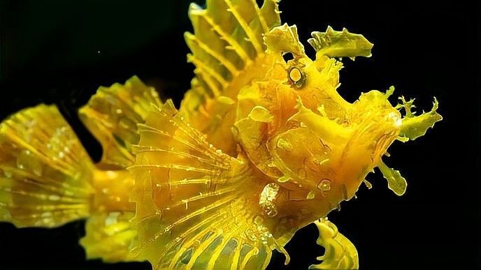 介紹一下威海龍魚坊水族館（威海龍魚坊水族館）