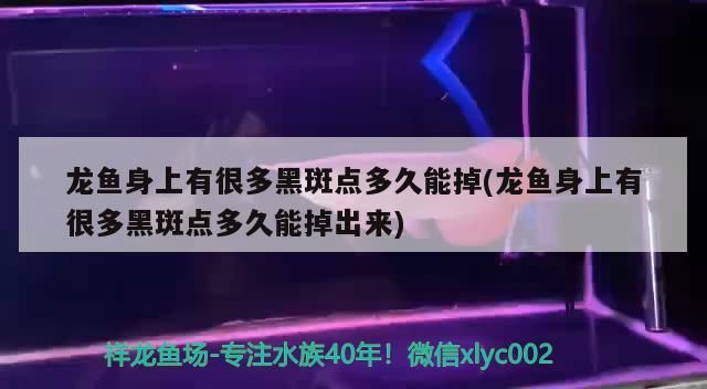 龍魚身上有很多黑斑點多久能掉(龍魚身上有很多黑斑點多久能掉出來)（龍魚身上有很多黑斑點多久能掉）