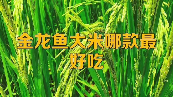 金龍魚雜糧系列有哪些口味