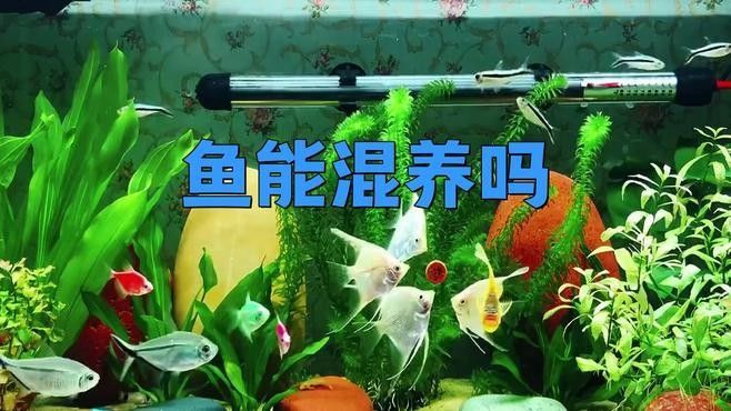 推薦幾款適合混養的魚缸品牌（適合混養的魚缸品牌）