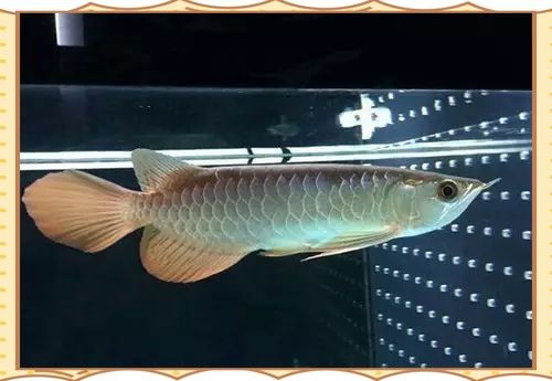 紅龍魚幼苗換水后多久喂食？（紅龍魚幼苗換水后多久可以喂食）