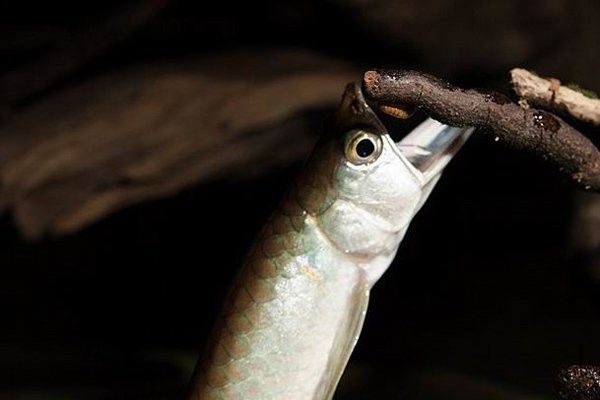 紅龍魚幼苗換水后多久喂食？（紅龍魚幼苗換水后多久可以喂食）