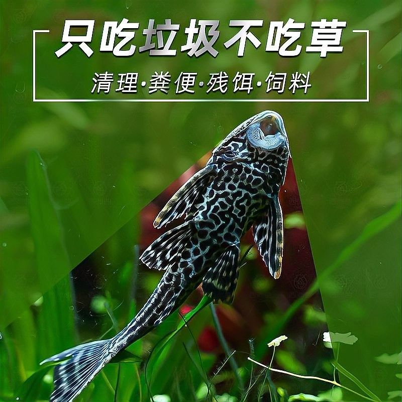 清潔工具魚多久喂一次？（清潔工具魚多久喂一次） 清潔工具魚多久喂一次？（清潔工具魚多久喂一次） 龍魚百科 第2張