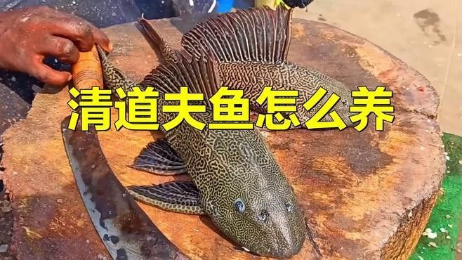 清潔工具魚多久喂一次？（清潔工具魚多久喂一次） 清潔工具魚多久喂一次？（清潔工具魚多久喂一次） 龍魚百科 第1張