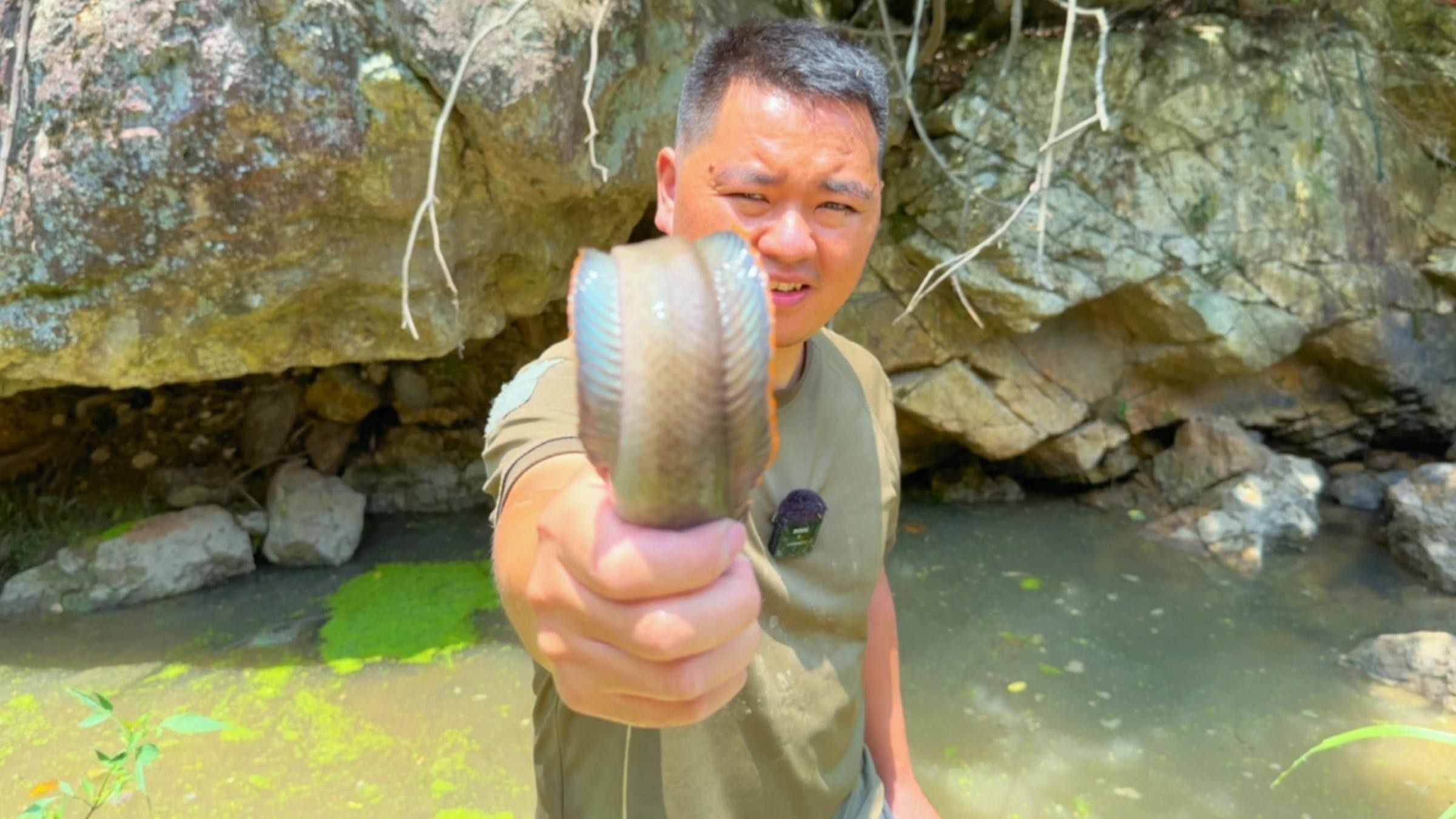 彩虹雷龍魚如何繁殖？（彩虹雷龍魚的繁殖過程）