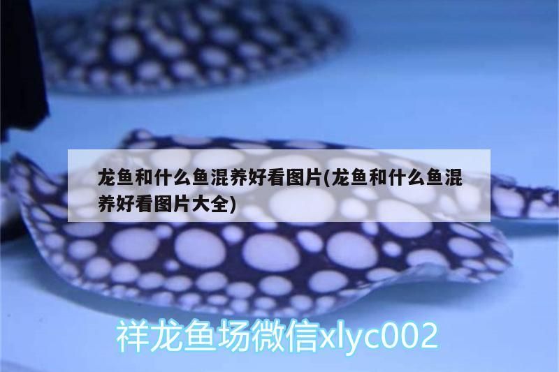 龍魚和什么魚混養好看圖片(龍魚和什么魚混養好看圖片大全)