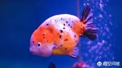 龍魚突然蒙眼怎么回事（龍魚突然蒙眼是不是因為水質問題導致的，龍魚眼睛看不清） 龍魚突然蒙眼怎么回事（龍魚突然蒙眼是不是因為水質問題導致的，龍魚眼睛看不清） 觀賞魚百科 第1張