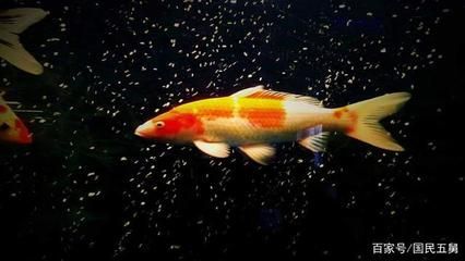 龍魚突然蒙眼怎么回事（龍魚突然蒙眼是不是因為水質問題導致的，龍魚眼睛看不清） 龍魚突然蒙眼怎么回事（龍魚突然蒙眼是不是因為水質問題導致的，龍魚眼睛看不清） 觀賞魚百科 第3張