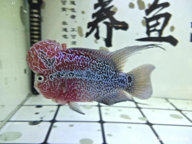 龍魚突然蒙眼怎么回事（龍魚突然蒙眼是不是因為水質問題導致的，龍魚眼睛看不清） 龍魚突然蒙眼怎么回事（龍魚突然蒙眼是不是因為水質問題導致的，龍魚眼睛看不清） 觀賞魚百科 第4張