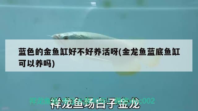 藍色的金魚缸好不好養活呀(金龍魚藍底魚缸可以養嗎)（藍色的金魚缸好不好養活）