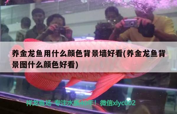 養(yǎng)金龍魚用什么顏色背景墻好看(養(yǎng)金龍魚背景圖什么顏色好看)
