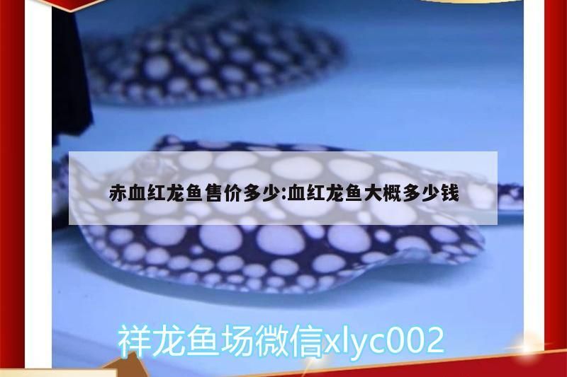赤血紅龍魚售價多少:血紅龍魚大概多少錢（世界上最貴的血紅龍魚價格差異性比較大，紅龍魚價格差異大）