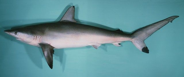 沙拉魚是什么魚（沙拉魚是什么魚？）