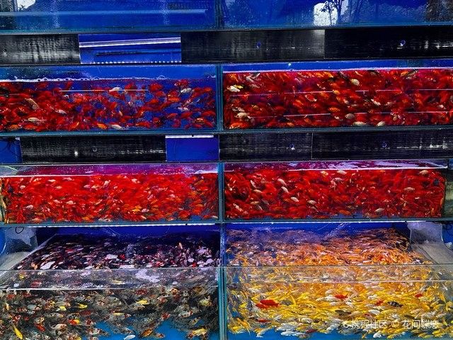 成都觀賞魚市場（成都觀賞魚市場打卡攻略）