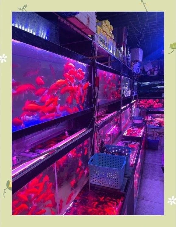 成都觀賞魚市場（成都觀賞魚市場打卡攻略）