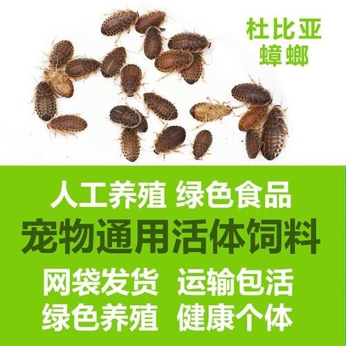 龍魚專用餌料有哪些品牌推薦（龍魚專用餌料品牌推薦）