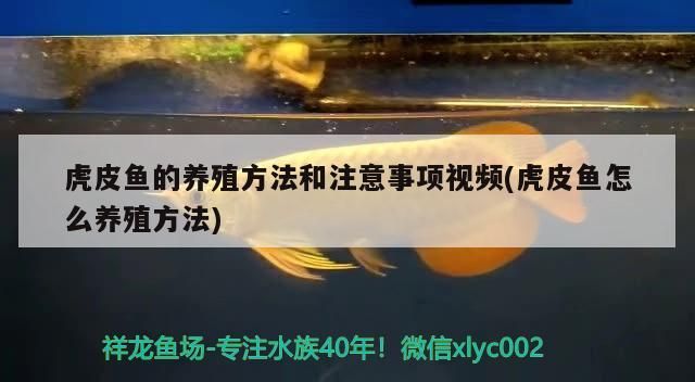 虎皮魚的養殖方法和注意事項視頻(虎皮魚怎么養殖方法)（虎皮魚怎么養殖方法和注意事項）