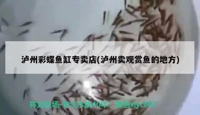 瀘州觀賞魚市場:瀘州觀賞魚市場價(jià)格 觀賞魚百科 第2張 瀘州觀賞魚市場:瀘州觀賞魚市場價(jià)格 瀘州觀賞魚市場:瀘州觀賞魚市場價(jià)格 觀賞魚百科 第2張