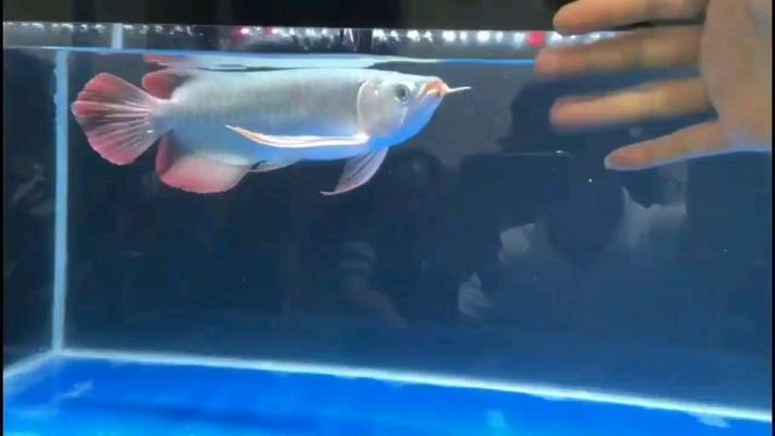 瀘州觀賞魚市場:瀘州觀賞魚市場價(jià)格 觀賞魚百科 第5張 瀘州觀賞魚市場:瀘州觀賞魚市場價(jià)格 瀘州觀賞魚市場:瀘州觀賞魚市場價(jià)格 觀賞魚百科 第5張