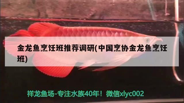 銀龍魚眼睛有白色絮狀物怎么辦 銀龍魚眼睛有白色絮狀物怎么辦啊